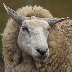 Dirty Sheep